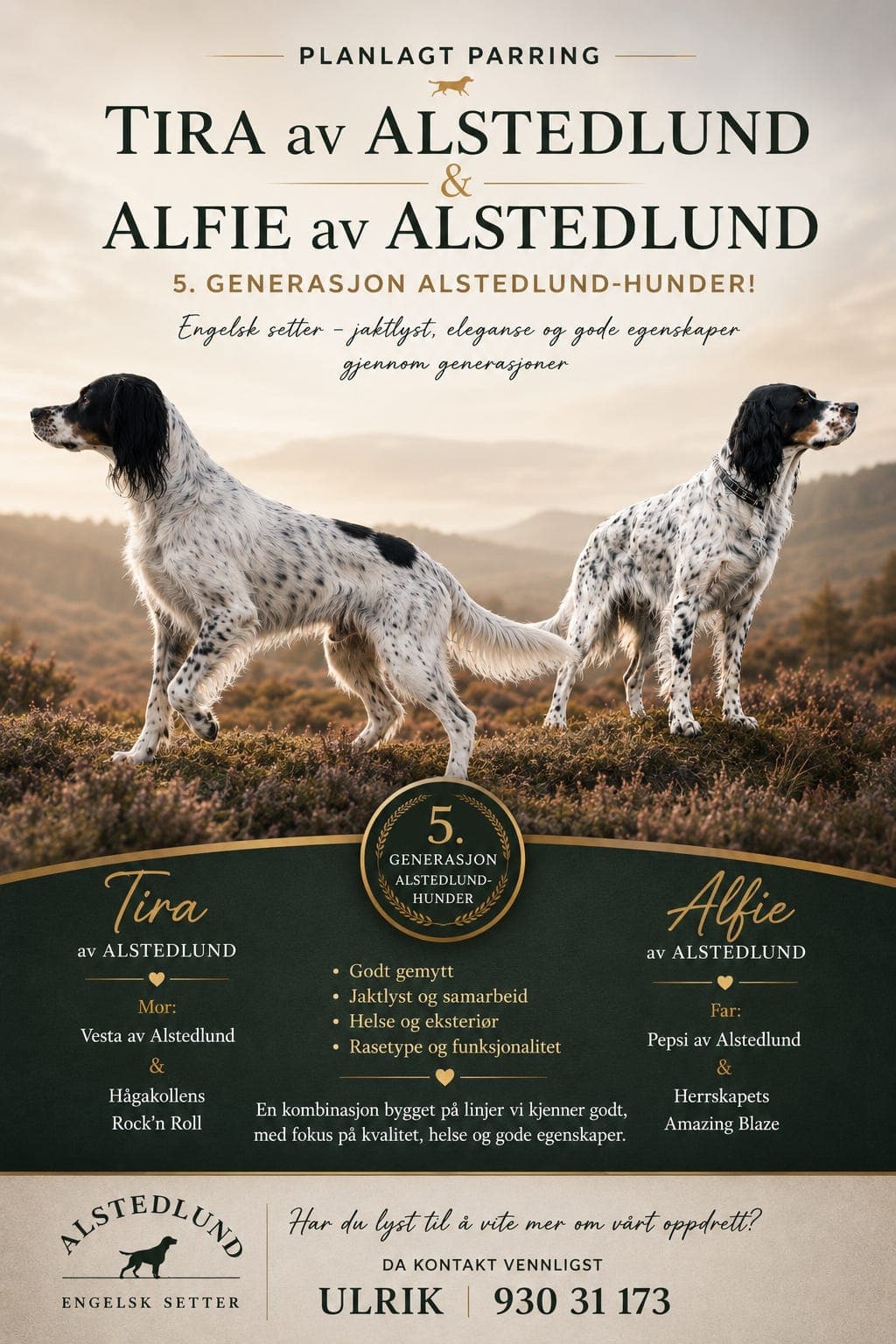 Engelsk setter fra Kennel Alstedlund