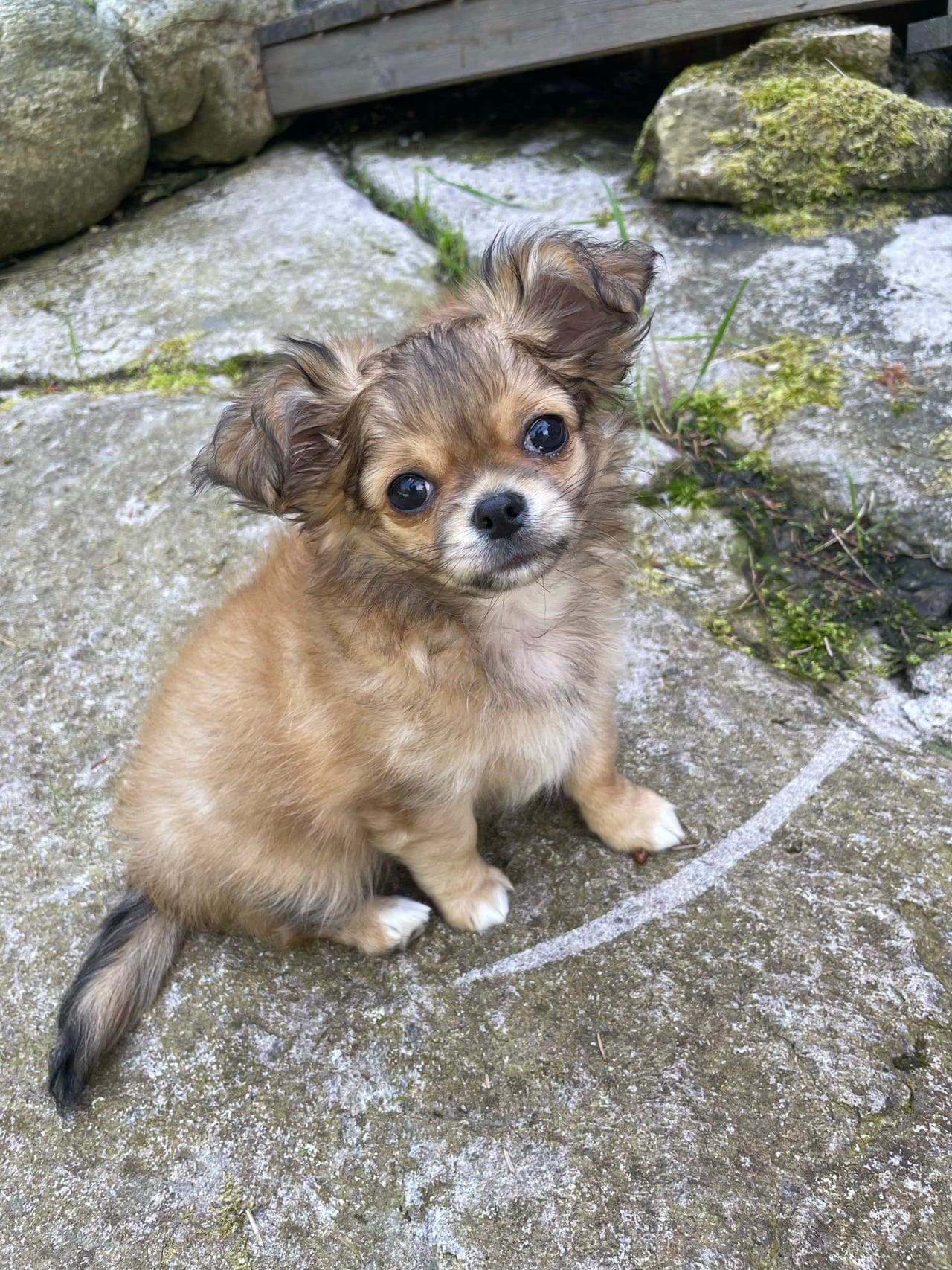Langhåret chihuahua gutt med stamtavle.