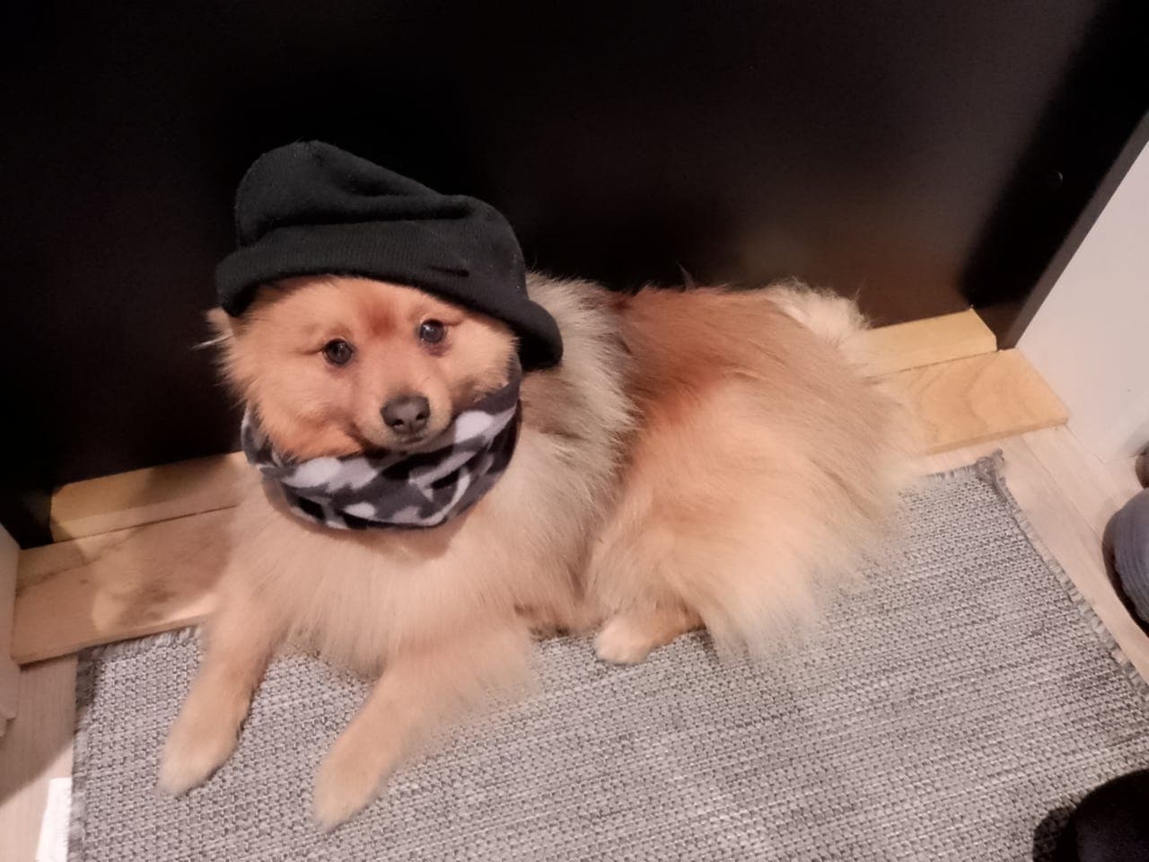 Mio vurderes omplassert til rette eier🐶