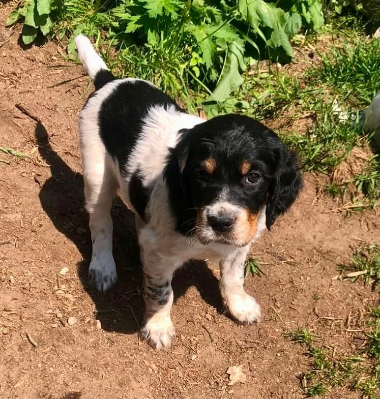 Engelsk setter valper
