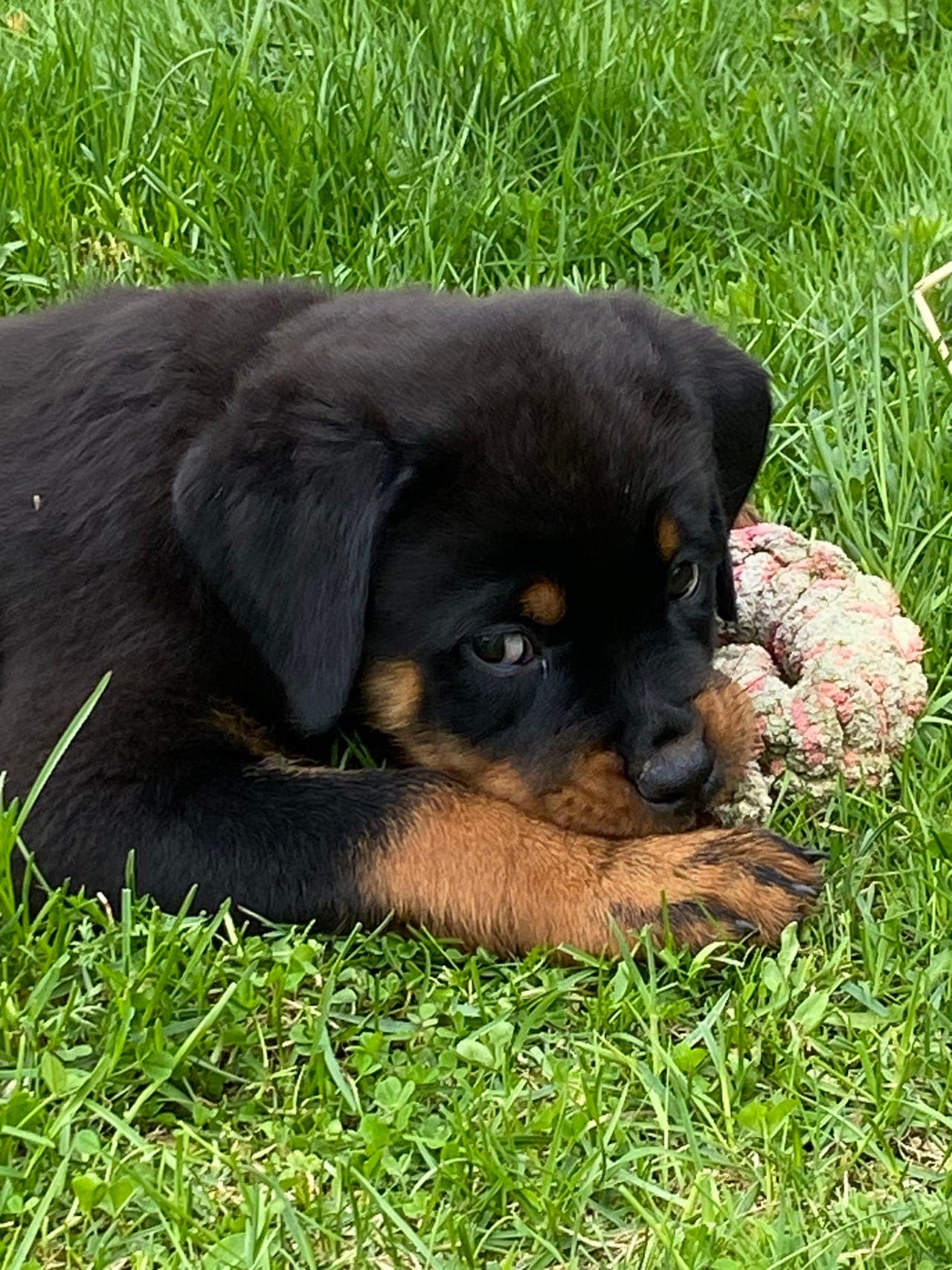 Herlige eventyrlystne rottweiler valper