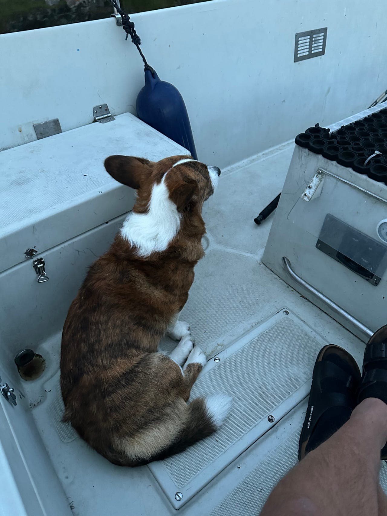 Welsh Corgie Cardigan 4 år selges