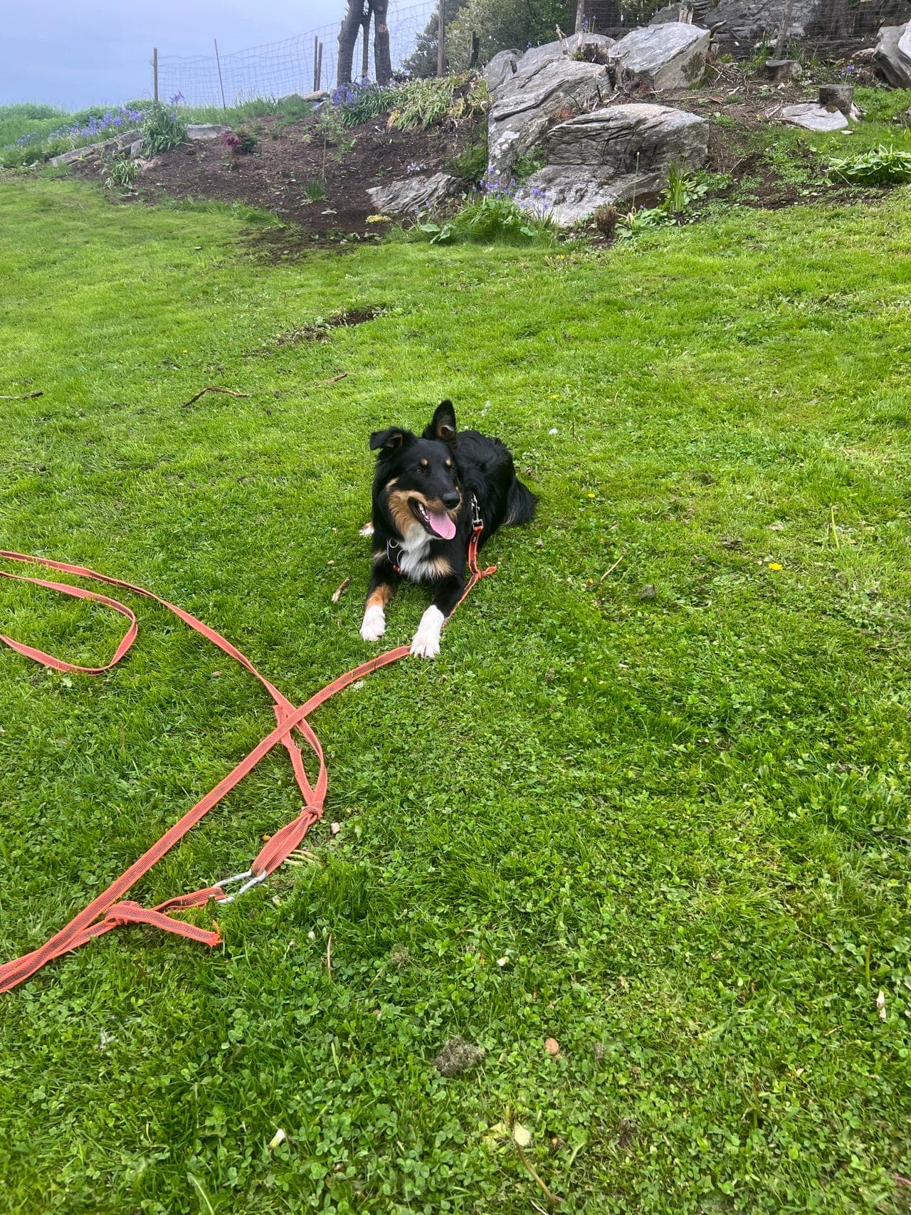 Hund gis bort