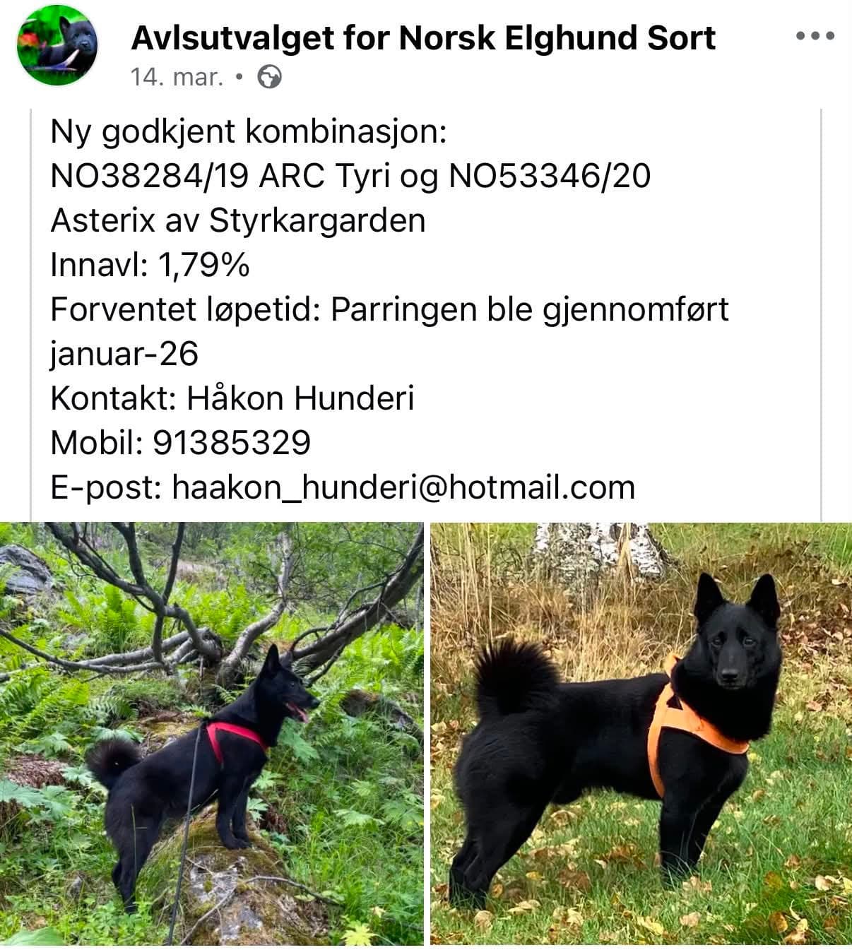 Norsk elghund sort valper