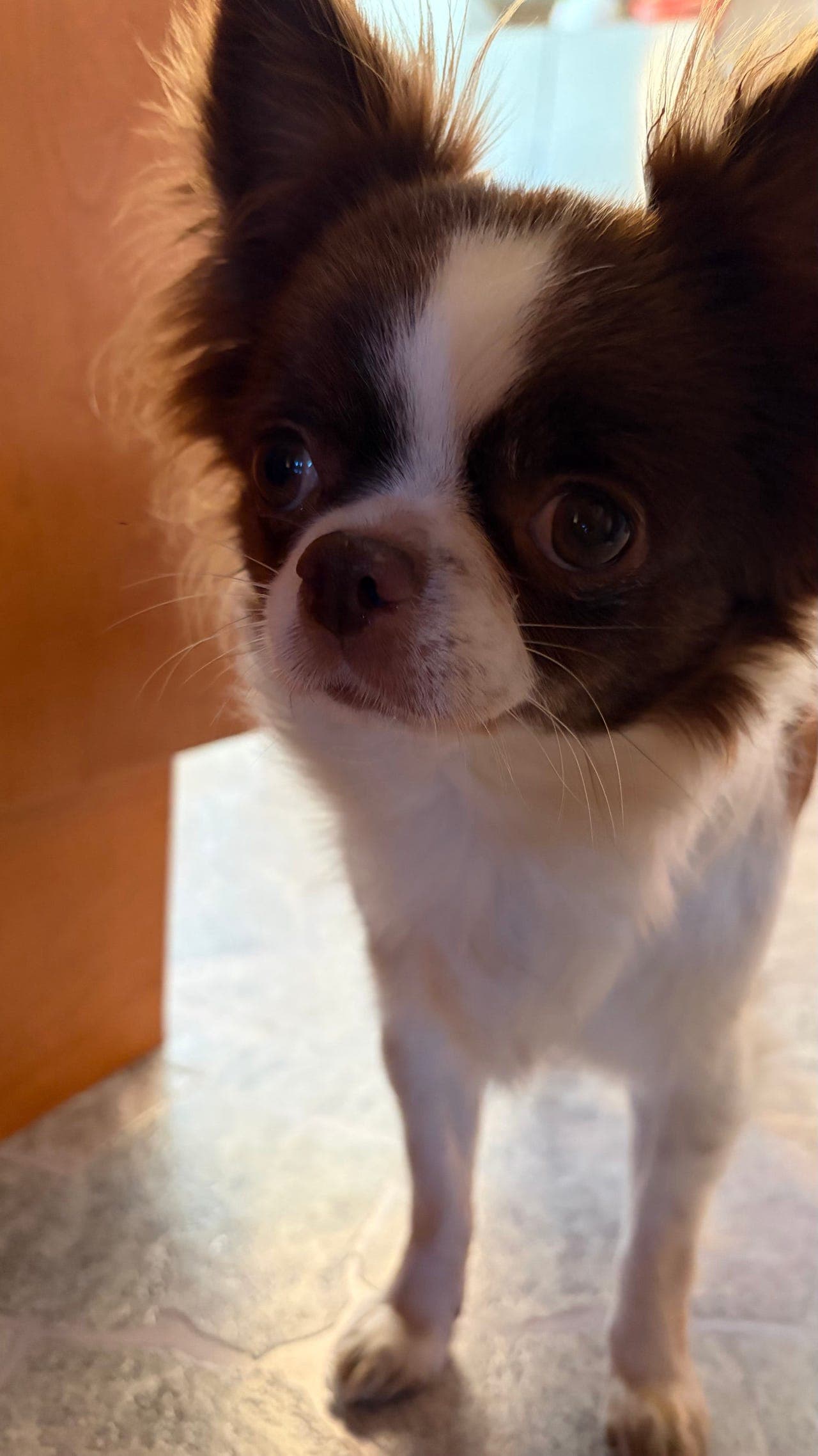 Nydelig 2 år gammel langhåret Chihuahua-tispe