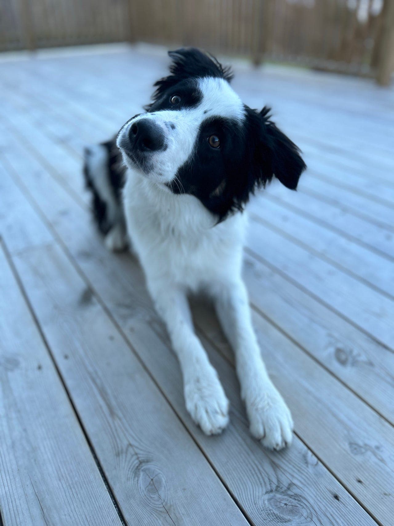 Omplassering av Border collie-valp – Loke