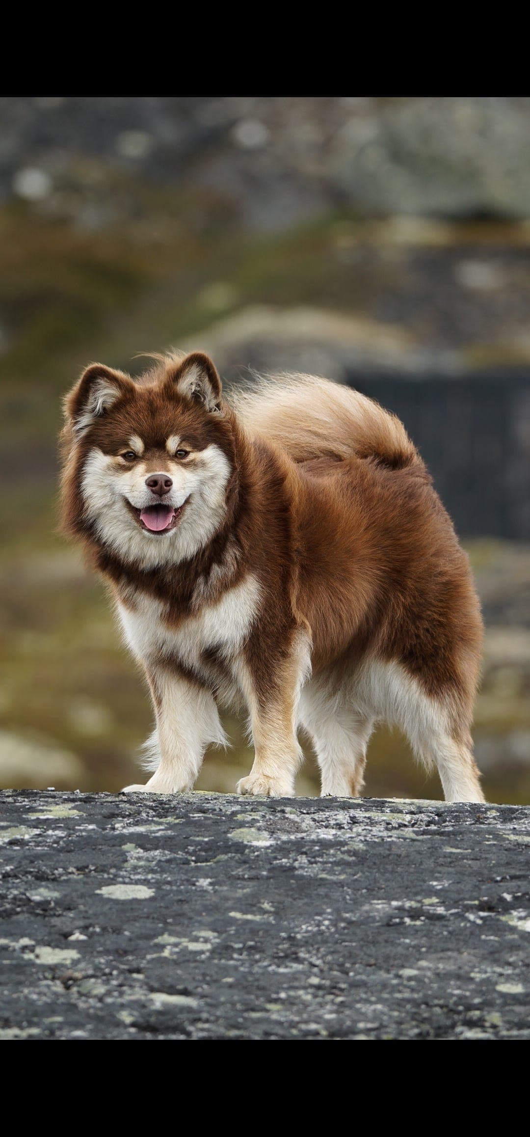 Fôrvert til Finsk lapphund tispe på snart 4 år