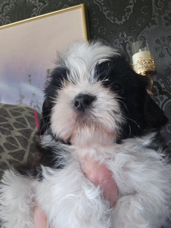 Kennel Star Mastino's har Shih tzu gutt, Mario  12 uker