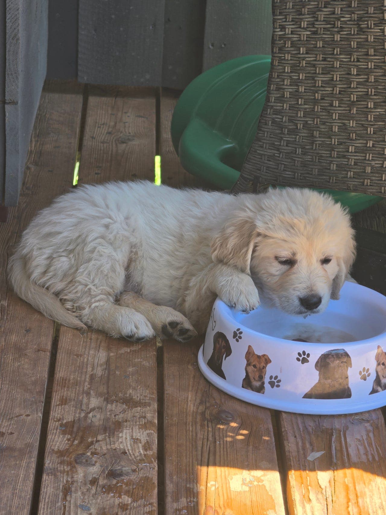 Golden Retriever tispevalper