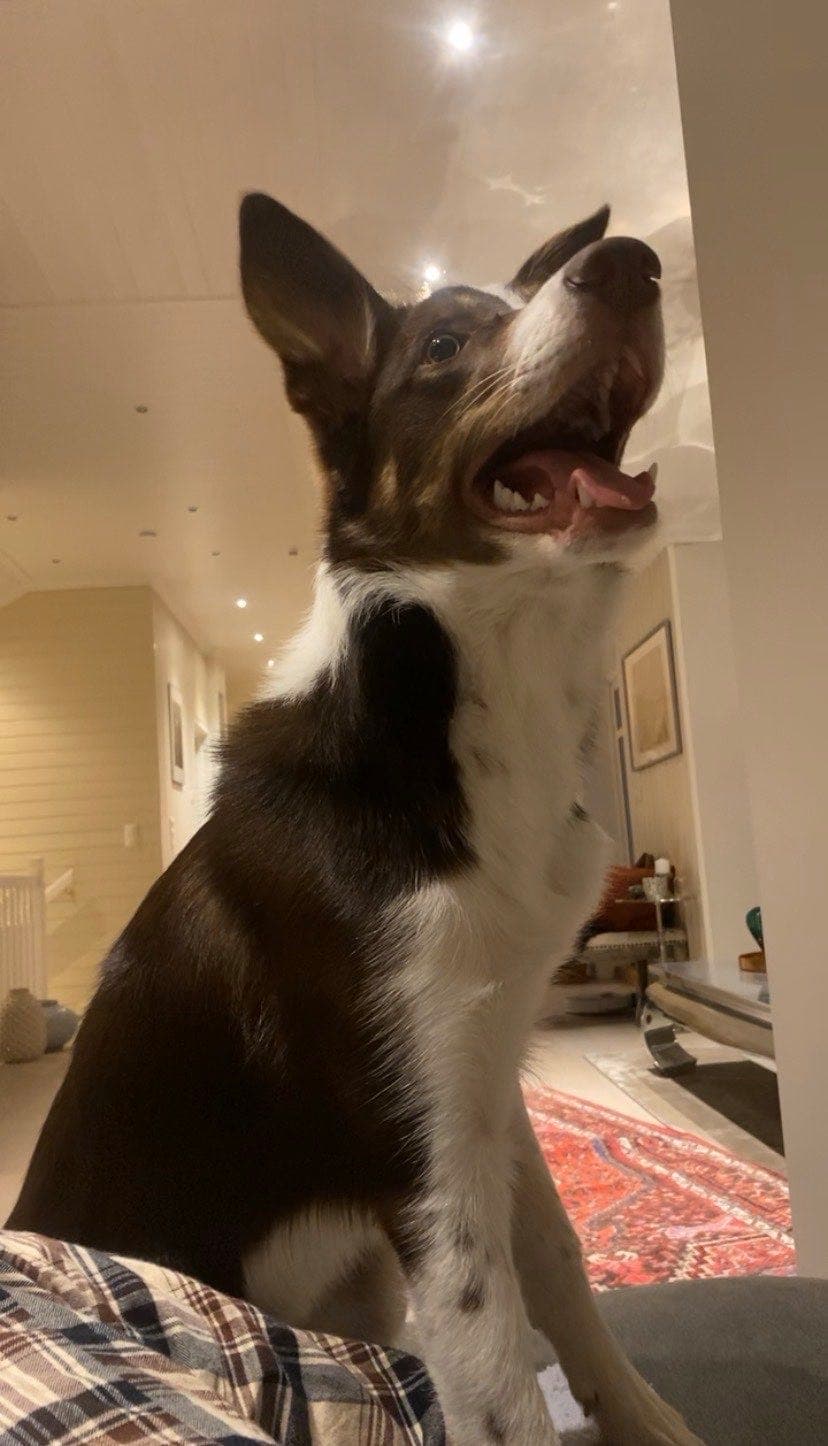 Border collie vurderes omplassering