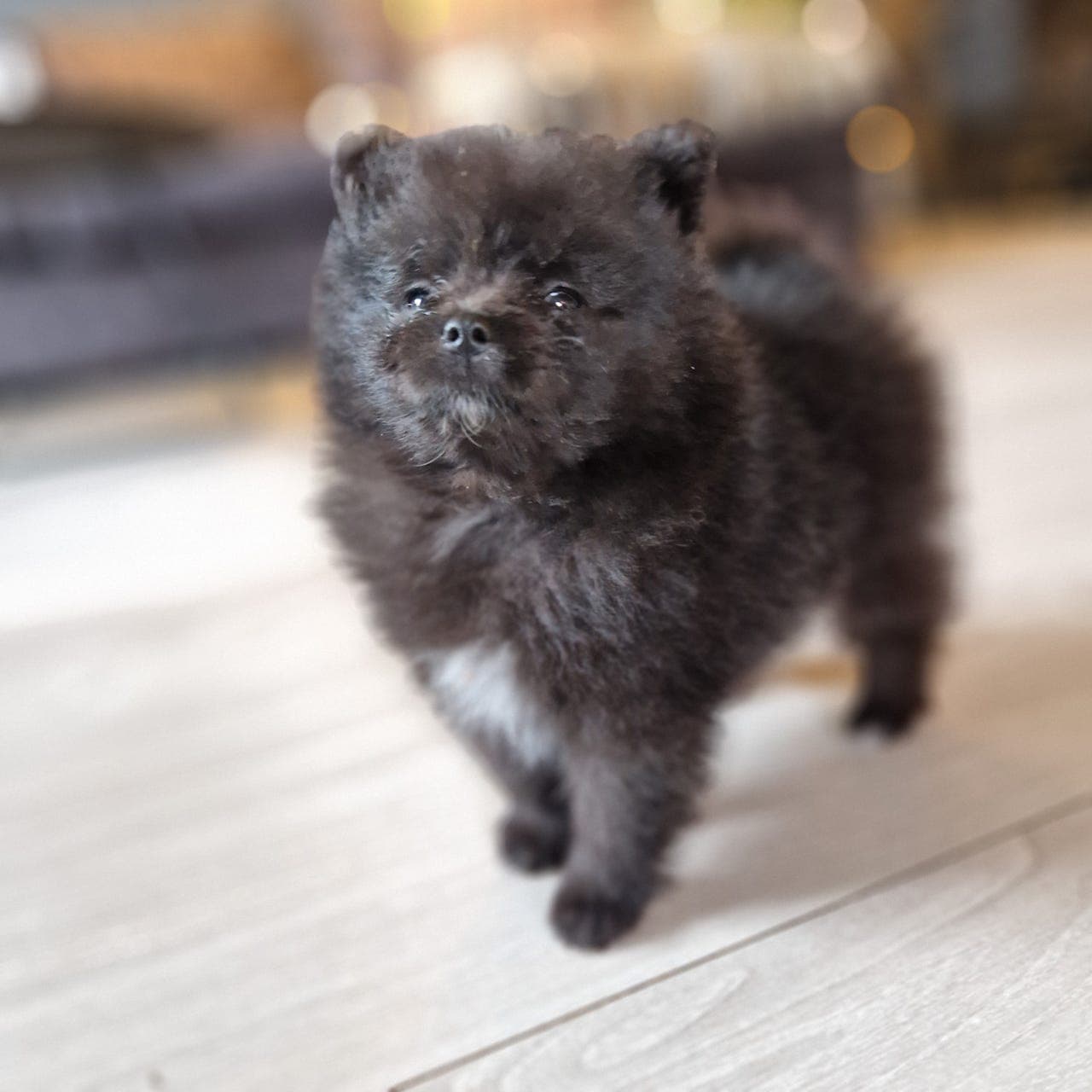 Pomeranian valper 1 gutt og 3 jenter