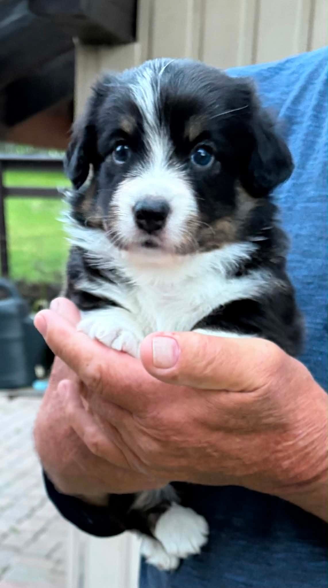 Welsh Corgi Cardigan hannhund valp til salgs