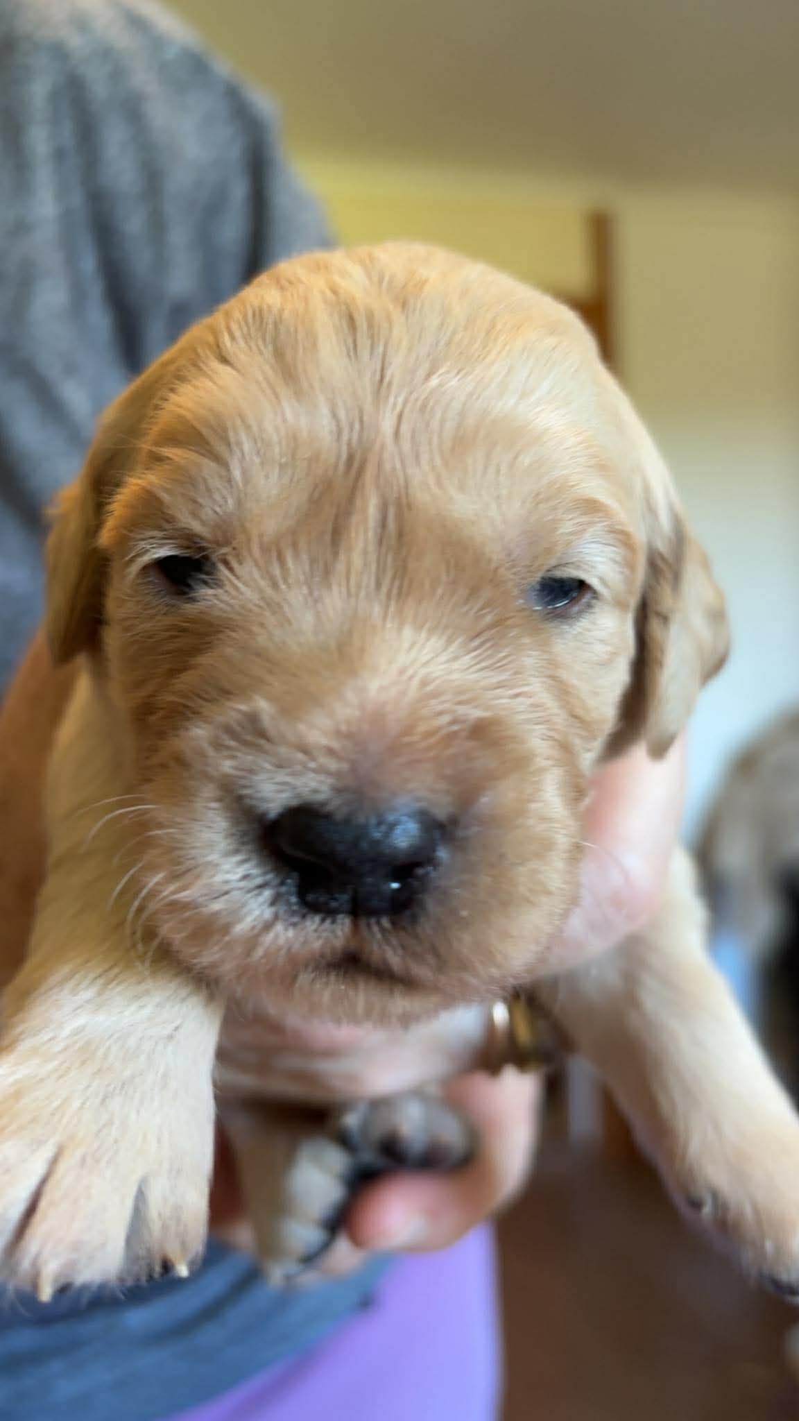 Golden retriever valp til salgs