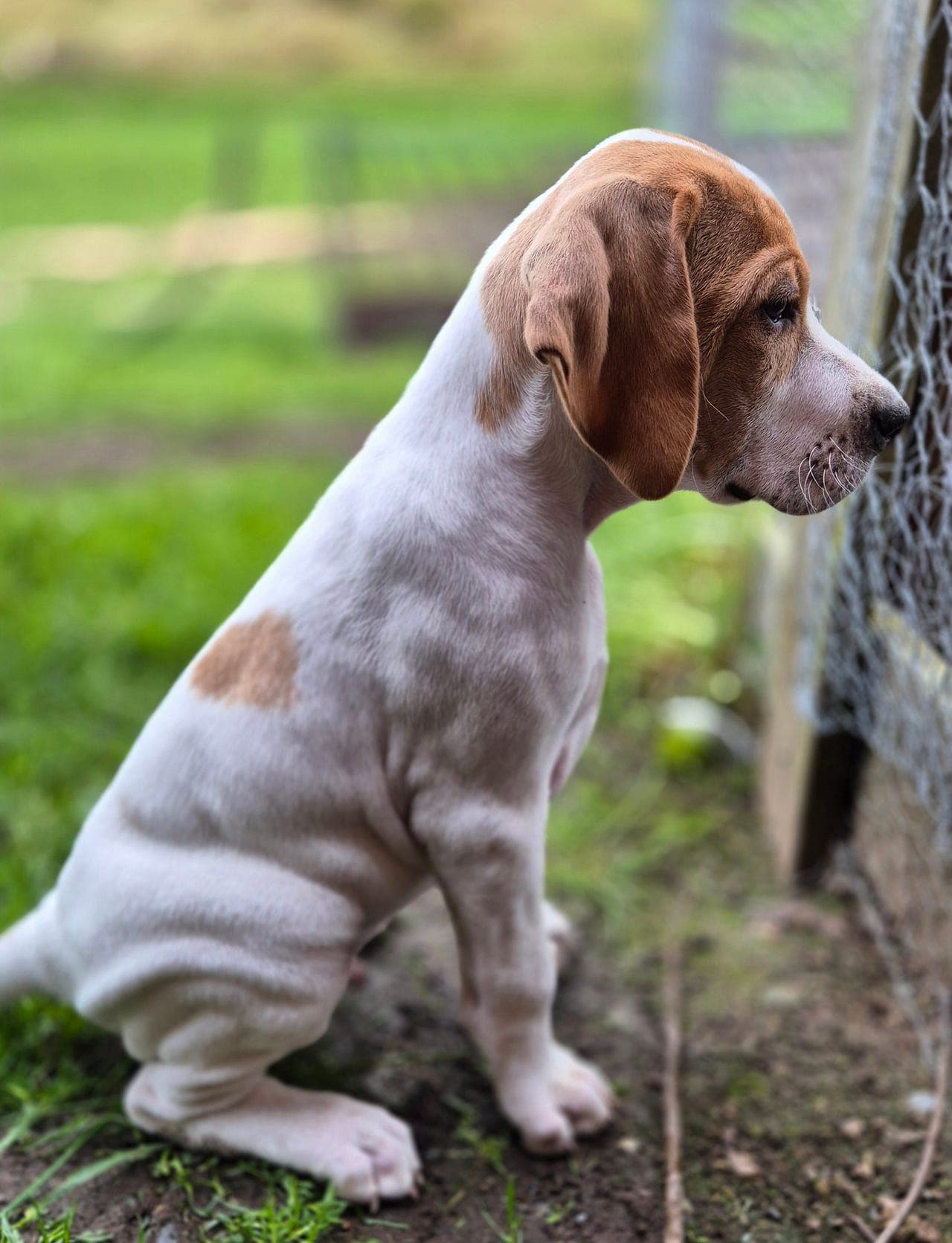 Pointer valp hannhund