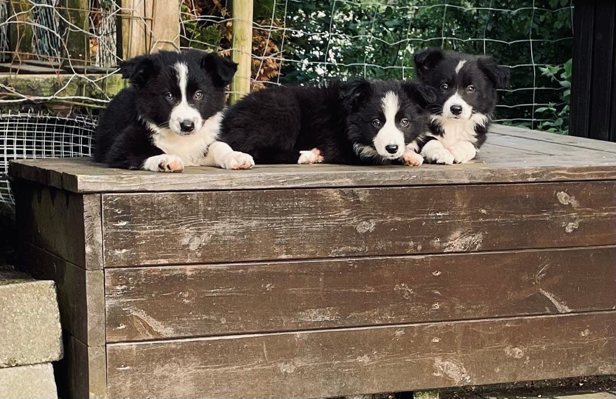 Border collie valper