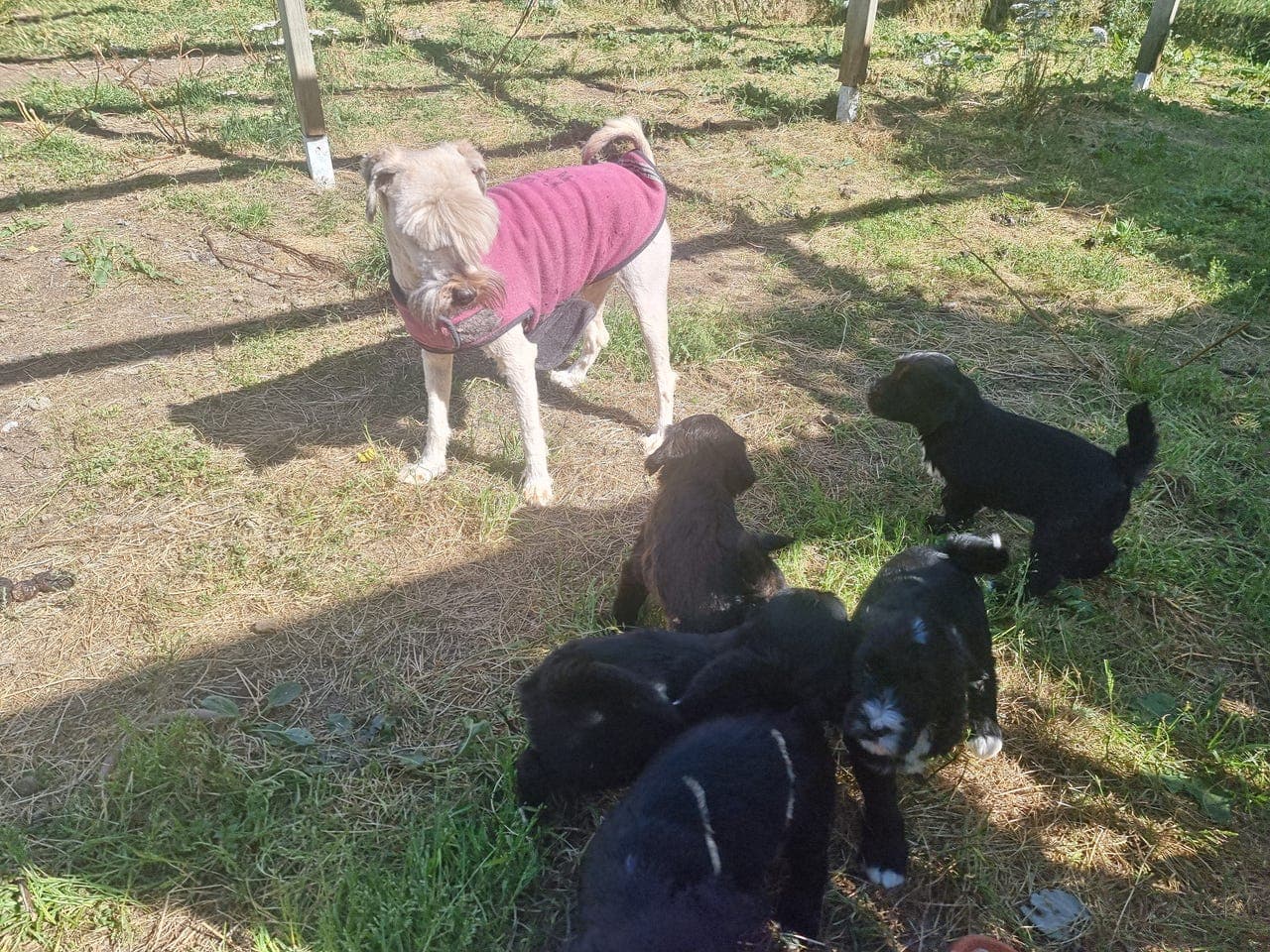 Leveringsklare Tibetansk Terrier gutter søker sitt foralltid hjem!