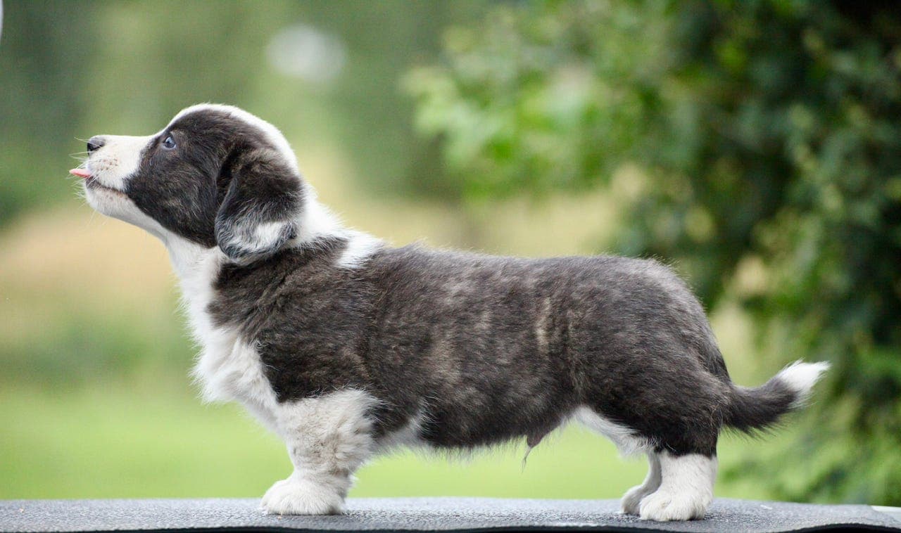 Welsh Corgi Cardigan valp tispe & hanne 🧸🐾 NYE BILDER