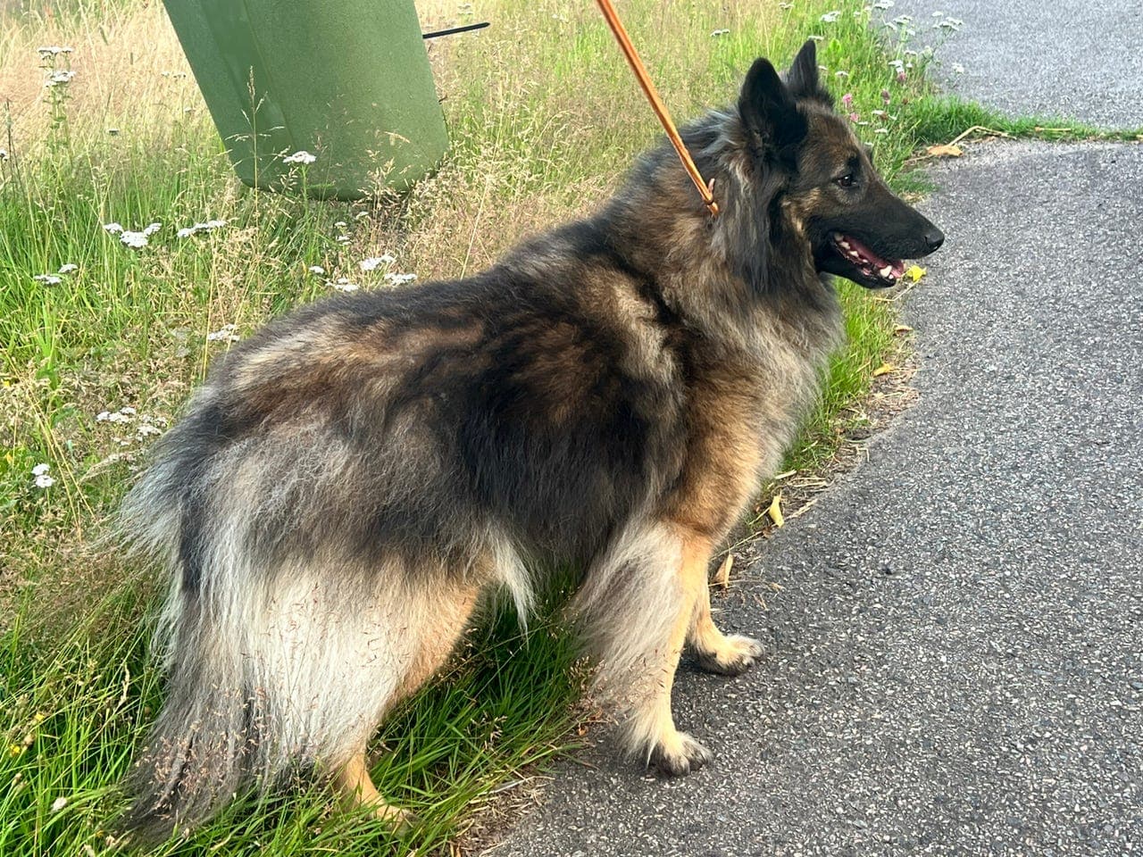 Tervueren tispe til salgs