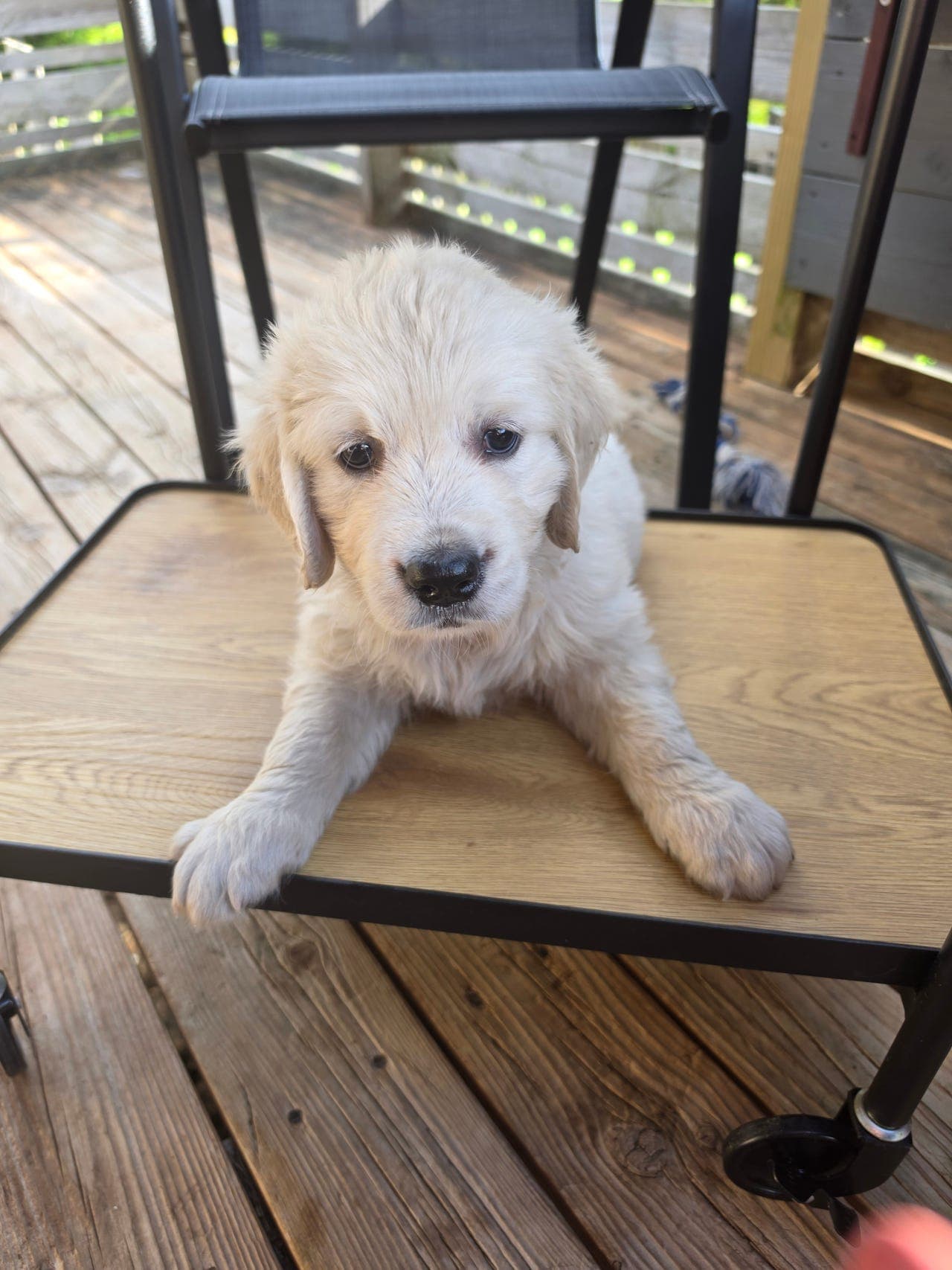 Golden Retriever hann