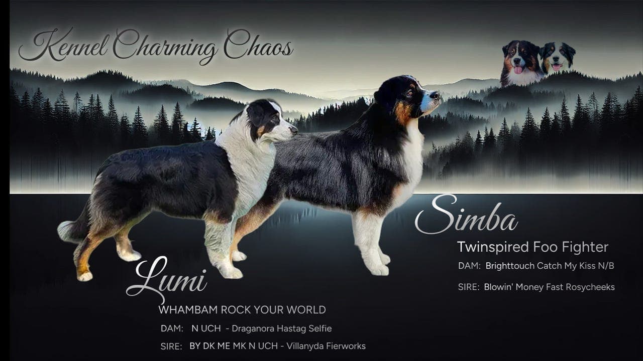 Australian Shepherd valper - leveringsklar