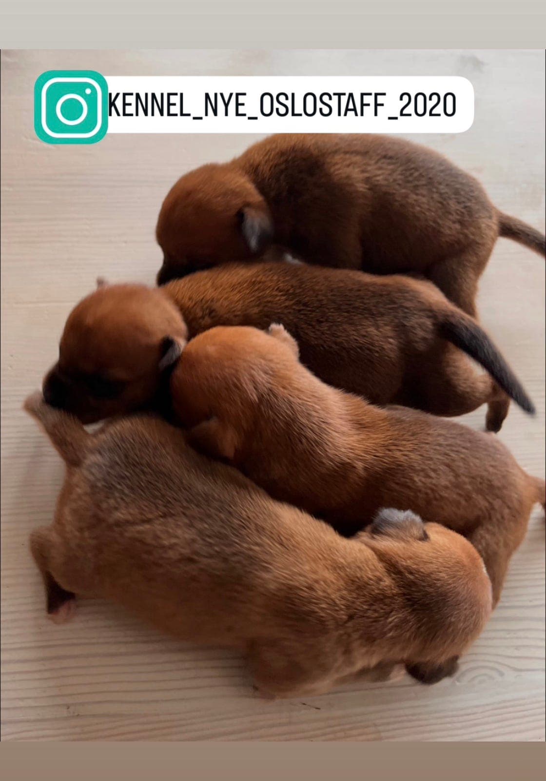 1 valp igjen, Staffordshire Bull Terrier