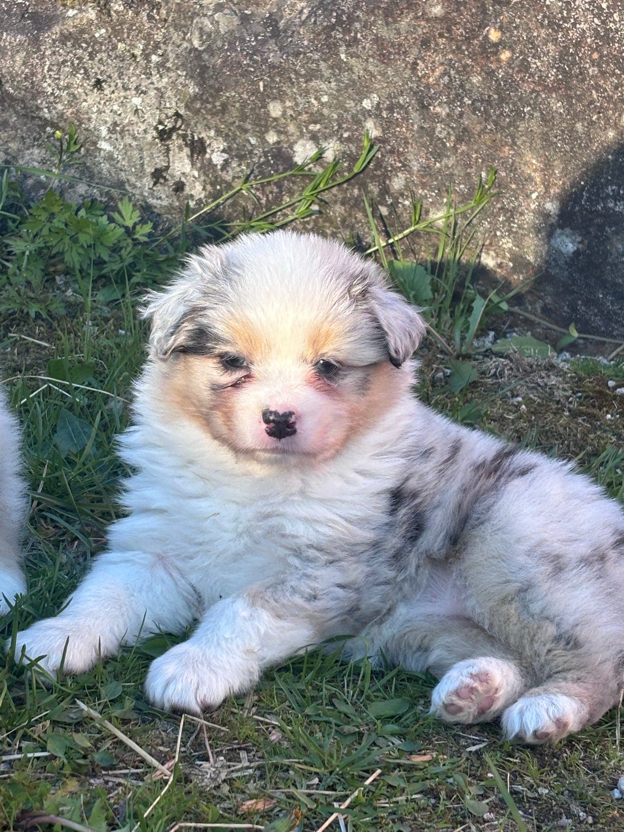 Australian shepherd