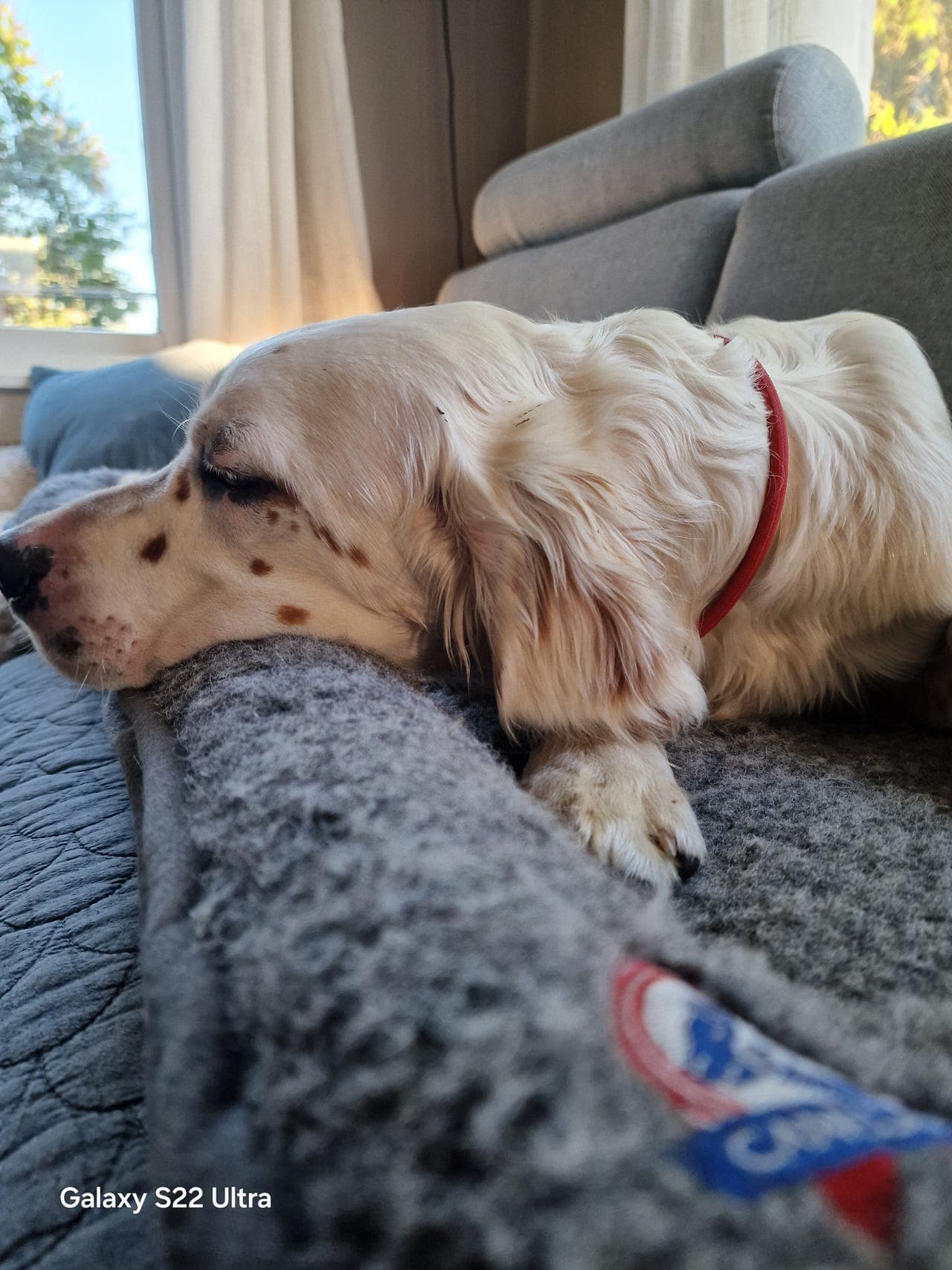 Meget flott engelsk setter valp.