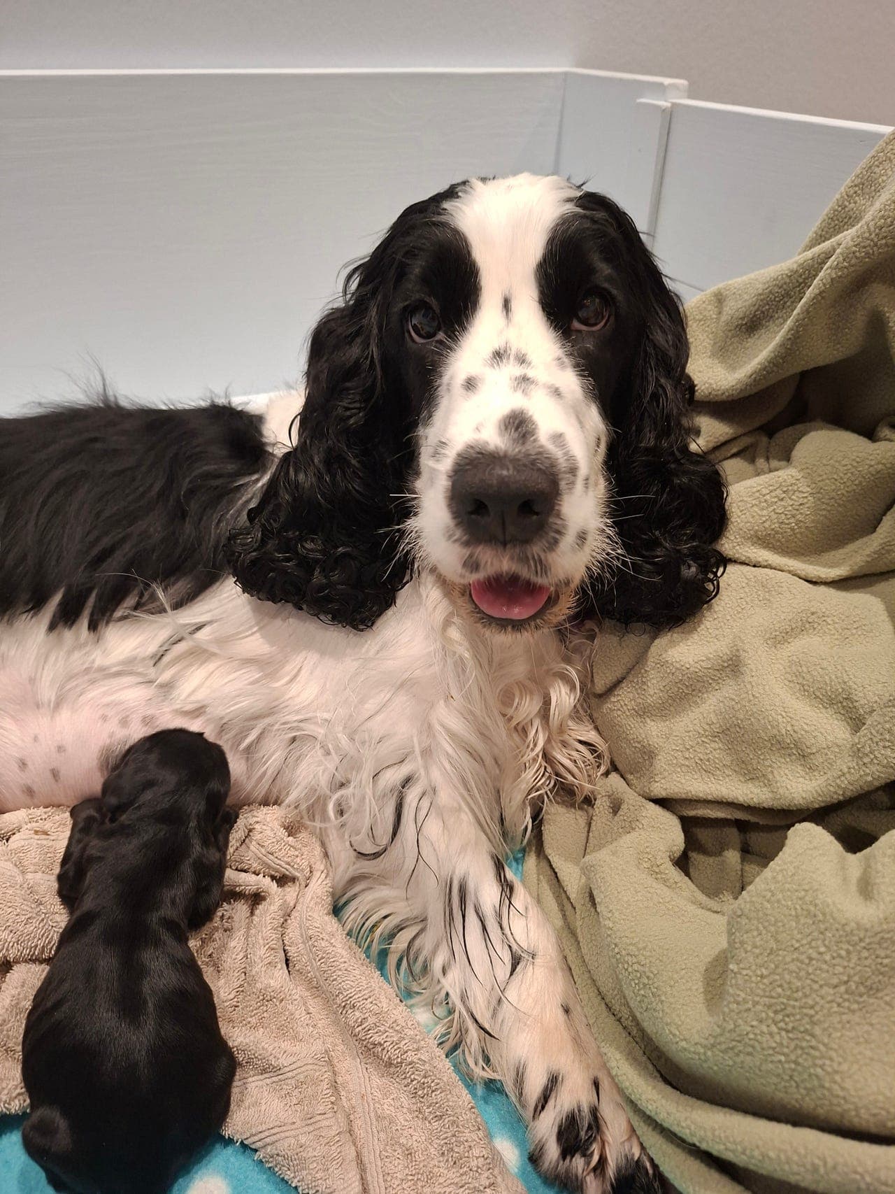 Engelsk Cocker Spaniel valper til salgs.