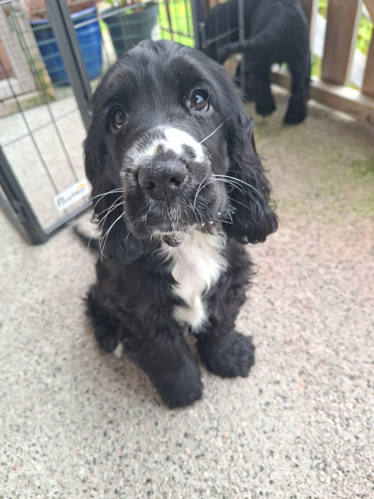 Engelsk Cocker Spaniel valper til salgs.