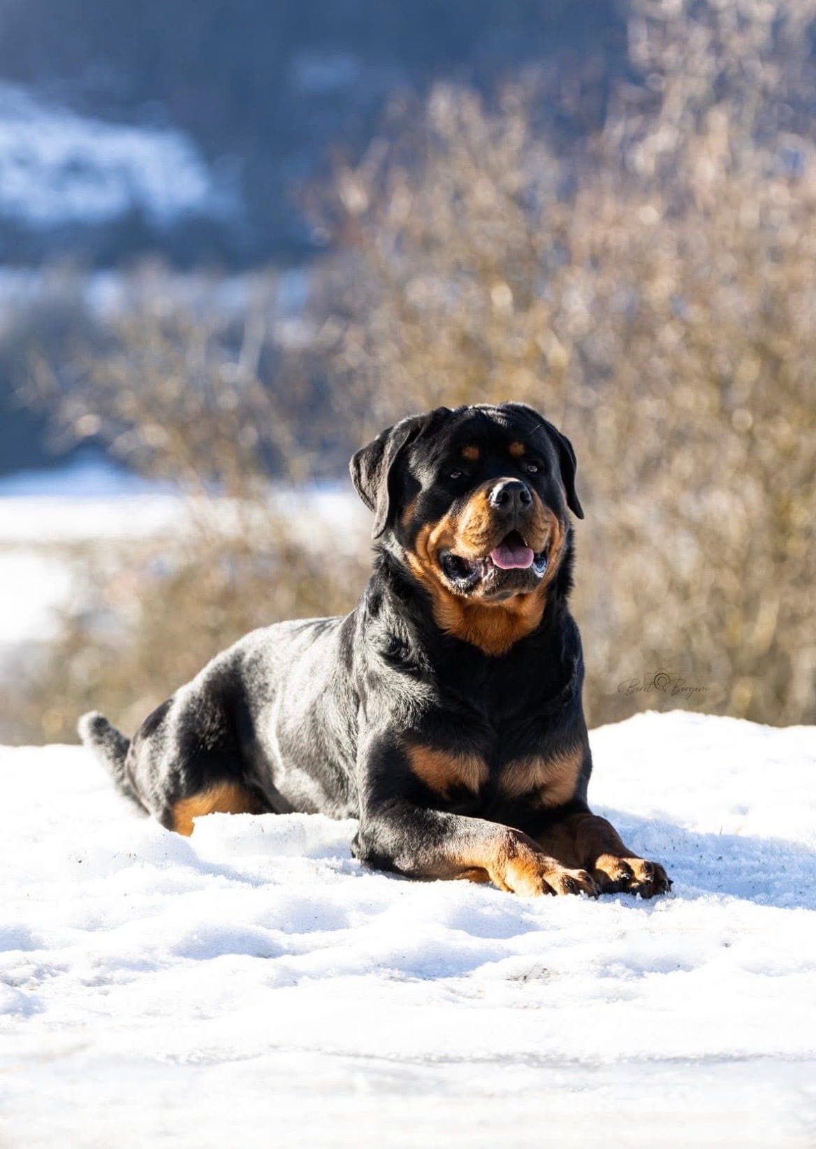 Rottweiler valp