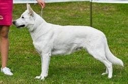 Flotte Hvite Gjeterhund valper selges