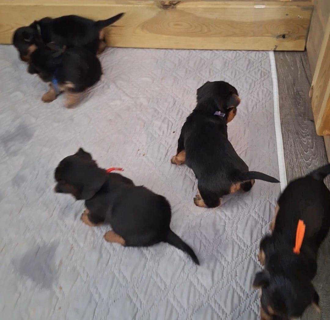 Australsk terrier valper