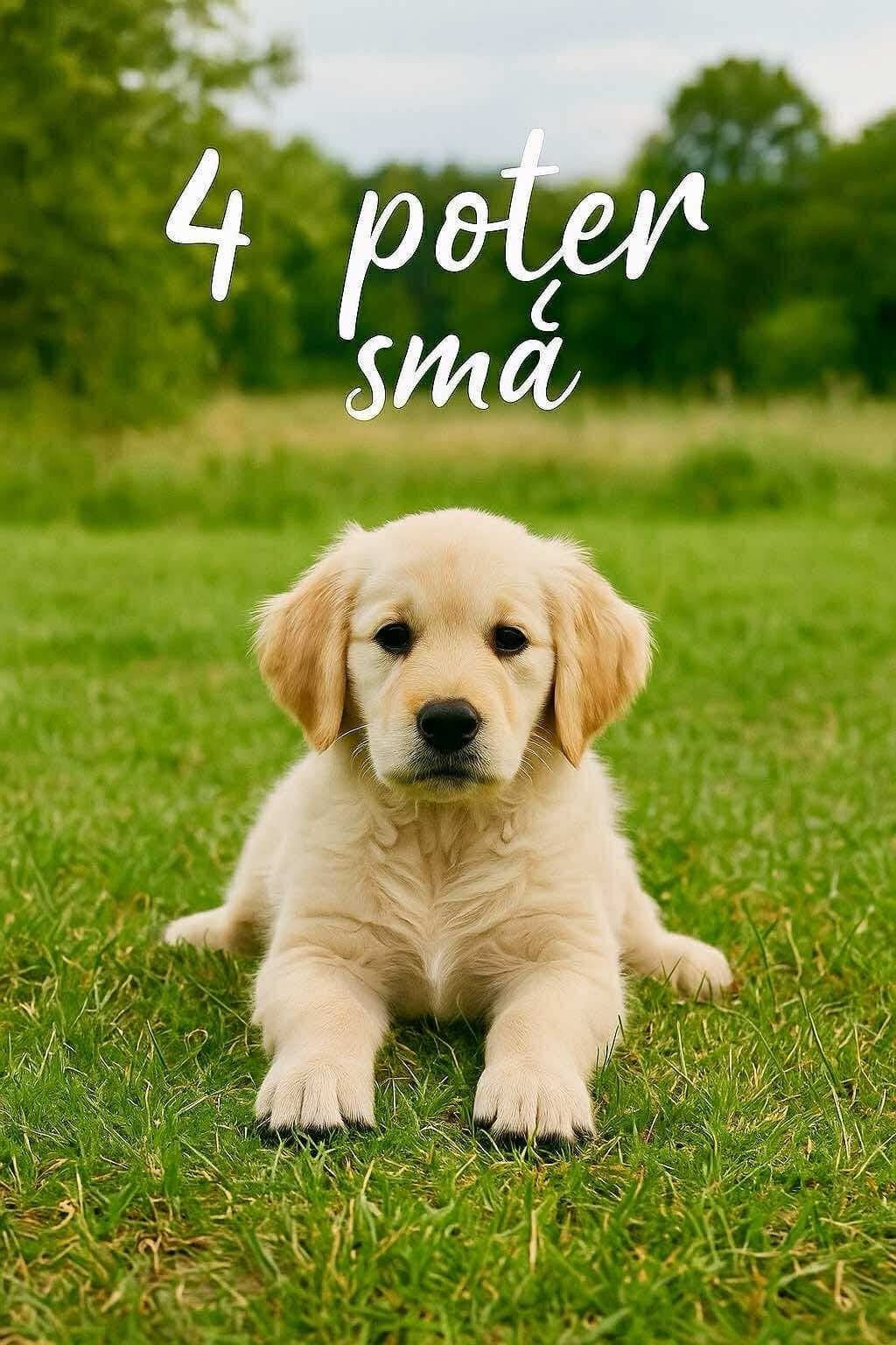 Golden Retriever valper fra en av Norges mest premierte hannhunder