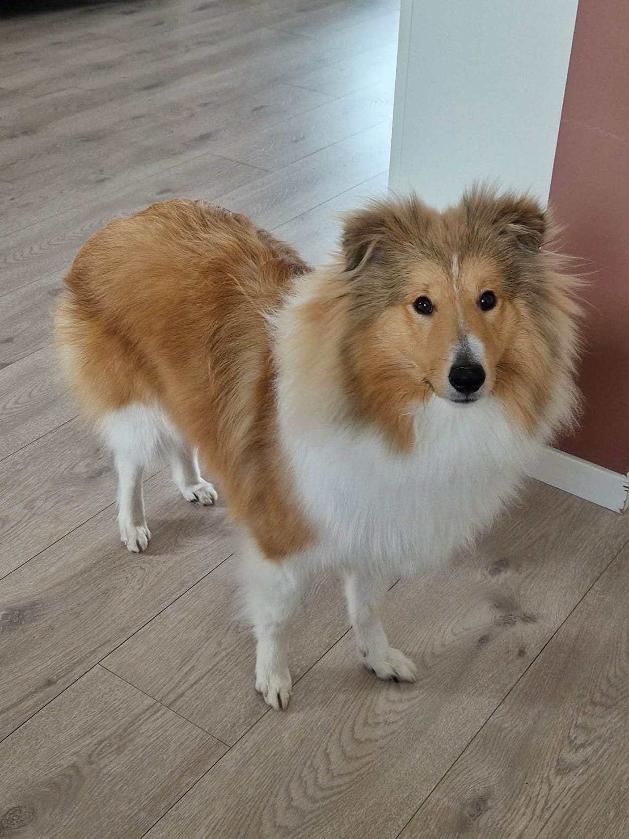 Shetland Sheepdog hannhund (8mnd) søker nytt, varig hjem