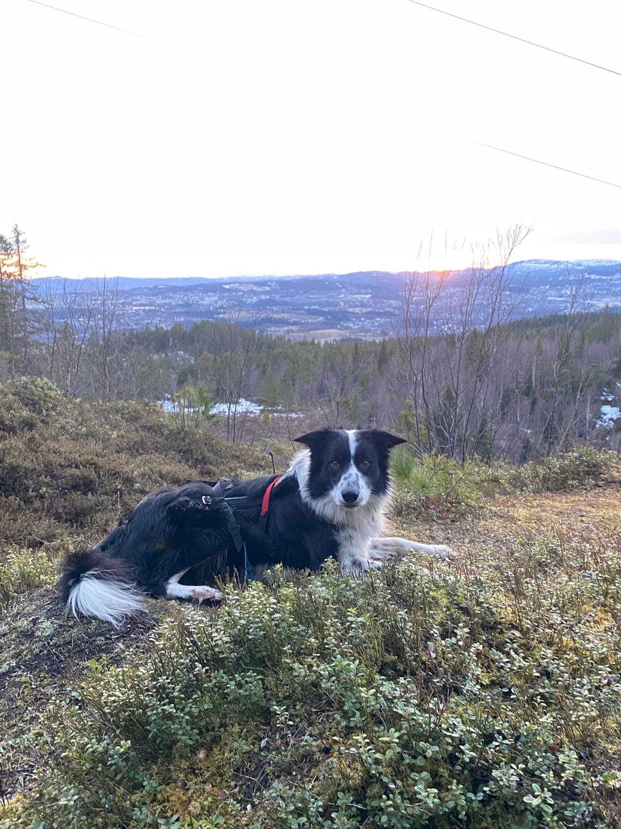 Border collie søker sitt varige hjem