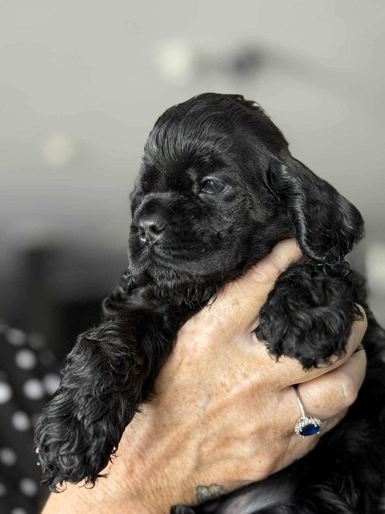 Amerikansk cocker spaniel