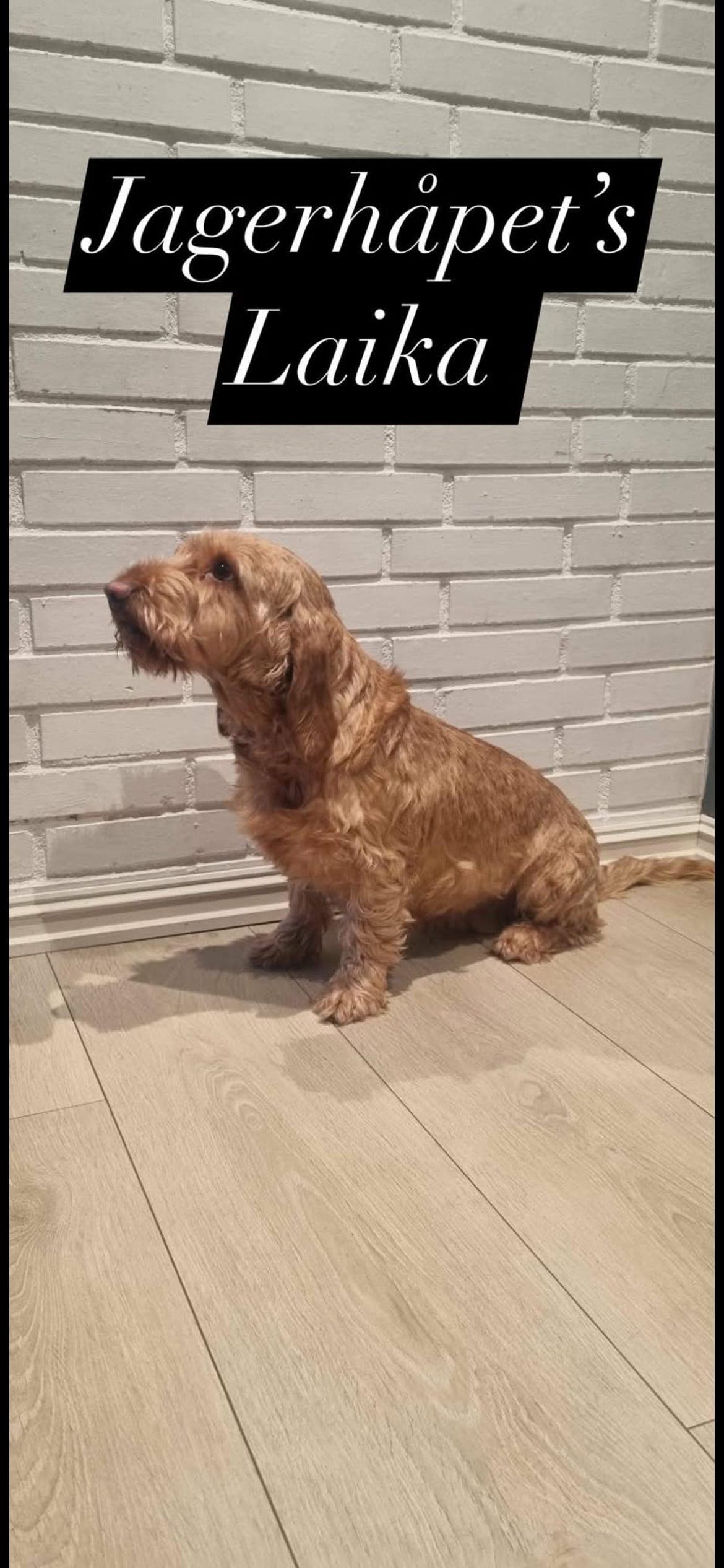 Basset Fauve De Bretagne