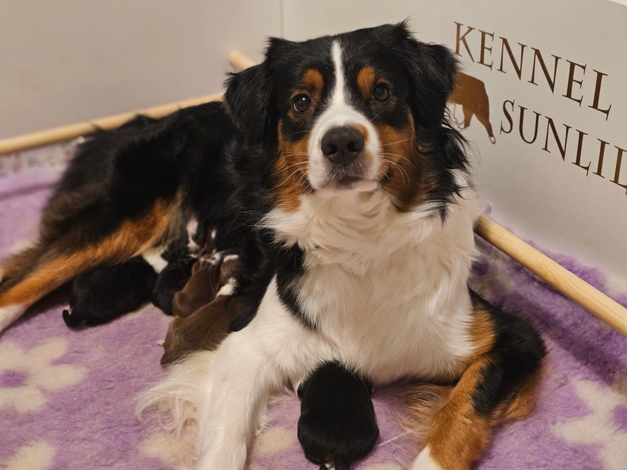 Australian Shepherd valper