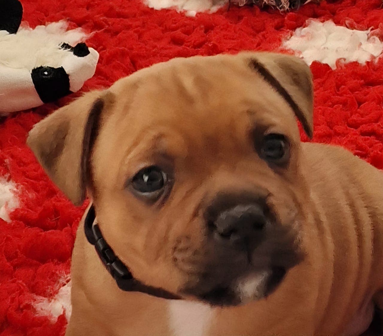 Staffordshire Bull Terrier - Hannvalp til salgs.!