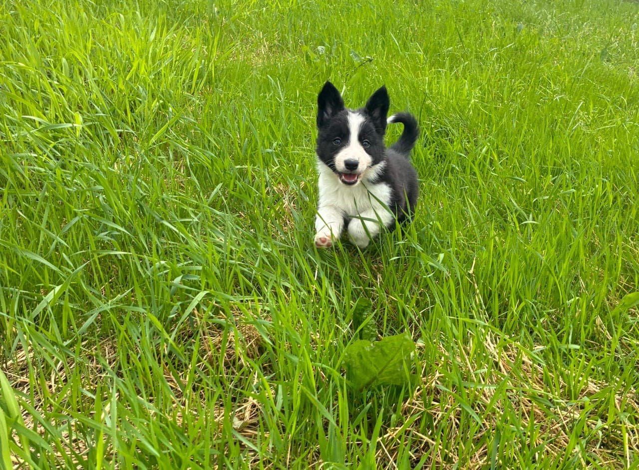 Border collie kvelpar, leveringsklare 10 Juli.