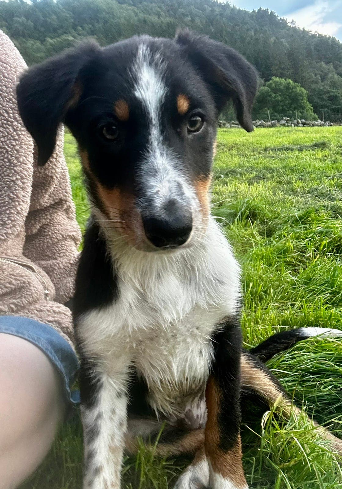 NKK registrert Border Collie valp