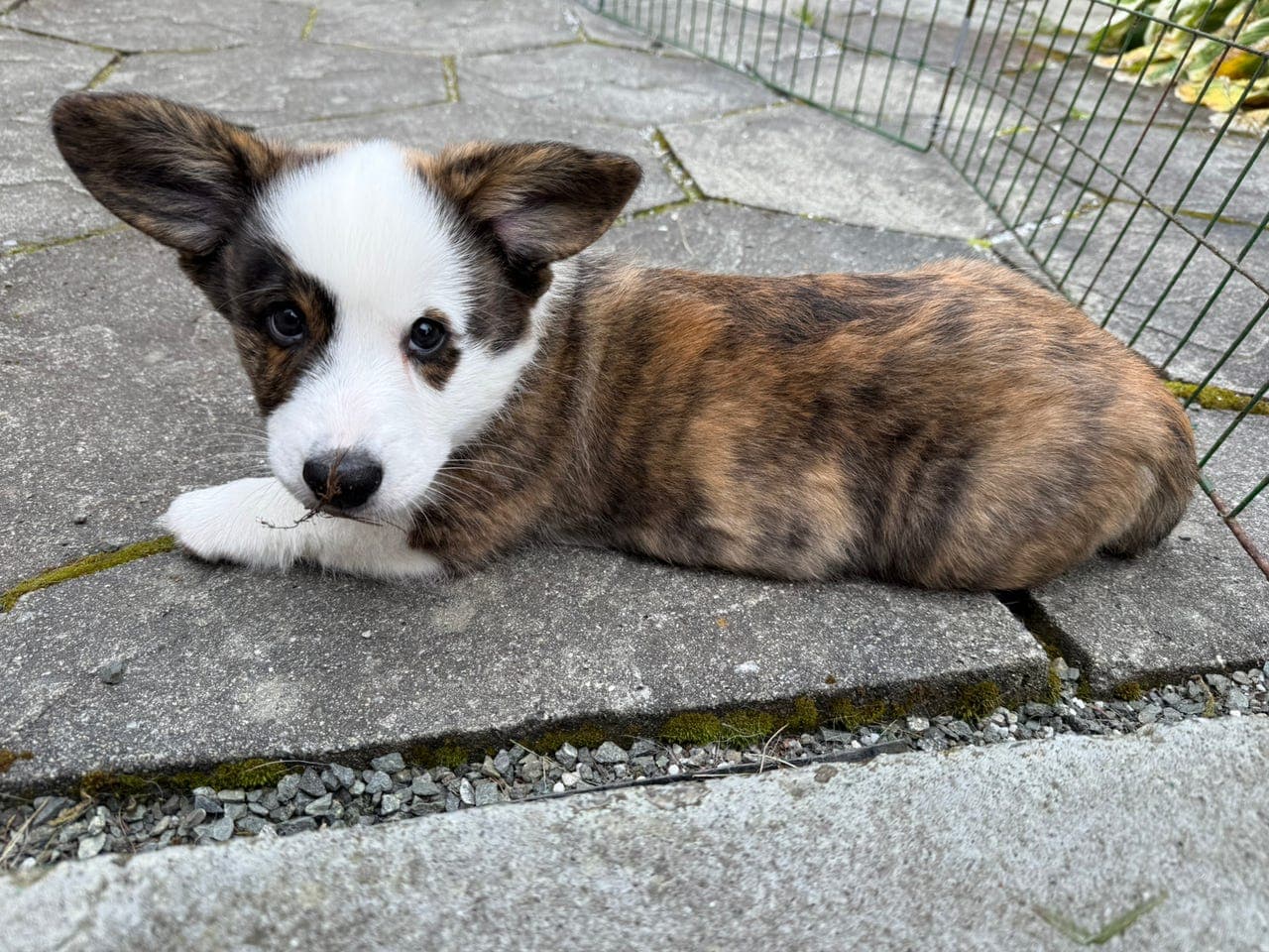 Welsh Corgi Cardigan valper