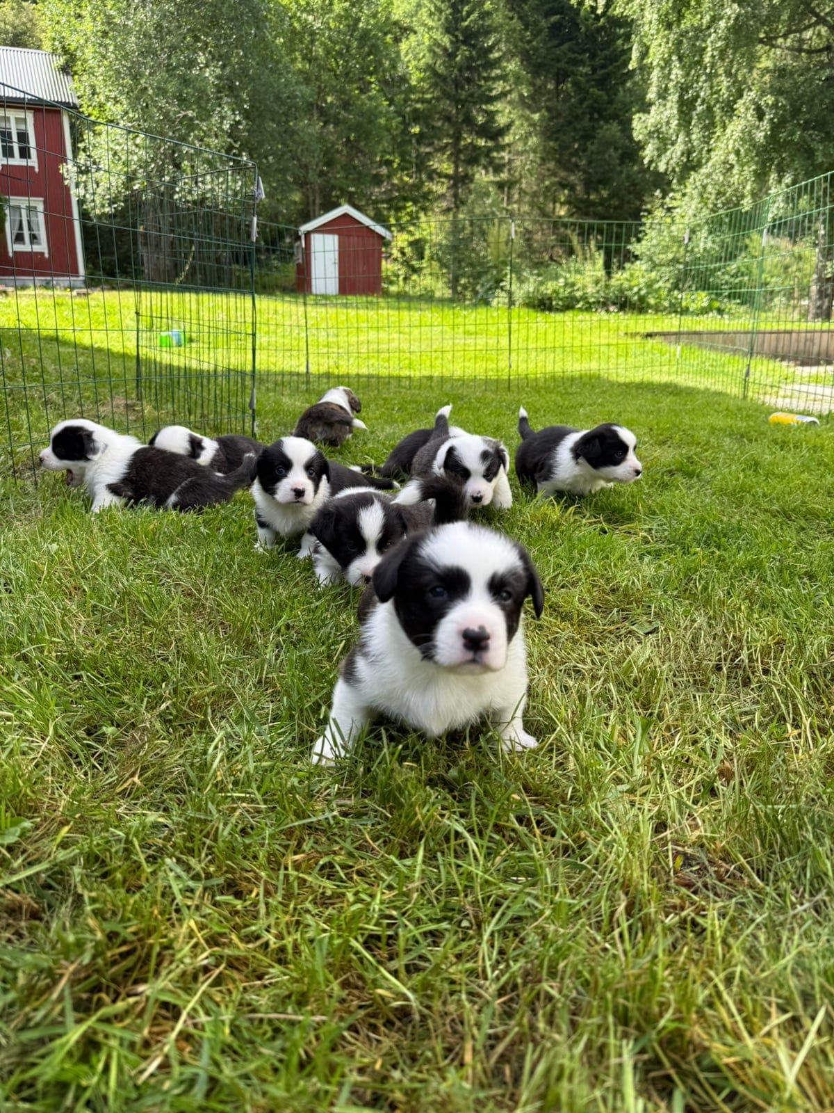 Welsh Corgi Cardigan valper