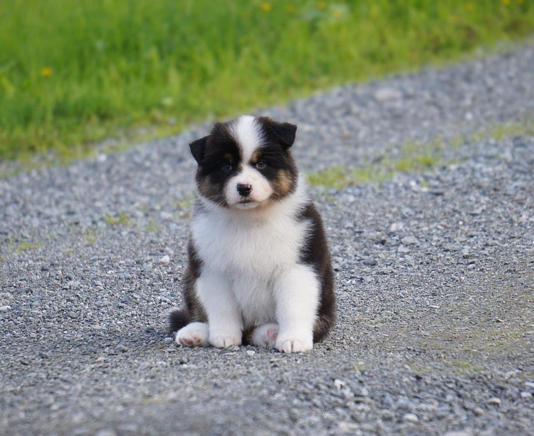 Australian Shepherd tispevalp