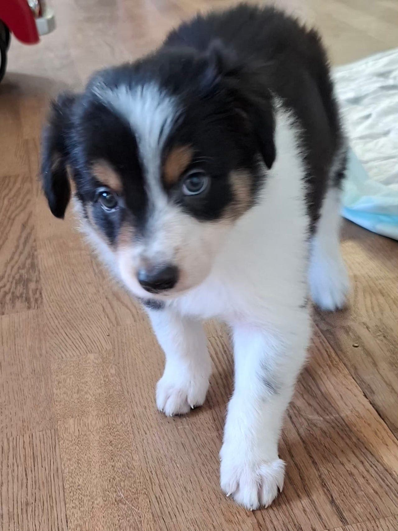 Bordercollie valper