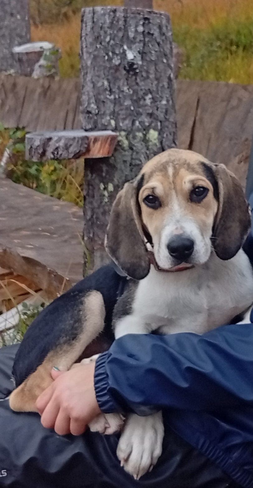 Harehund/støver/dunker valper