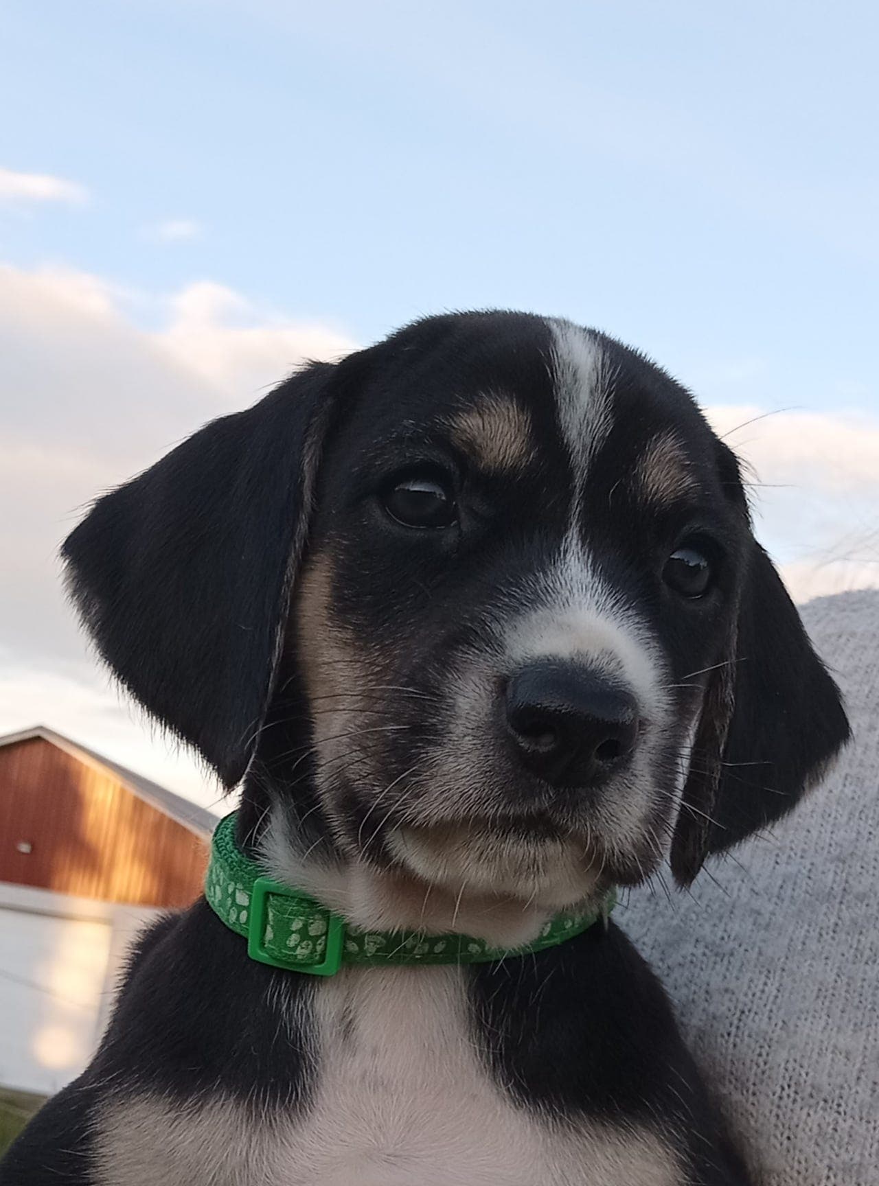 Dunkervalper