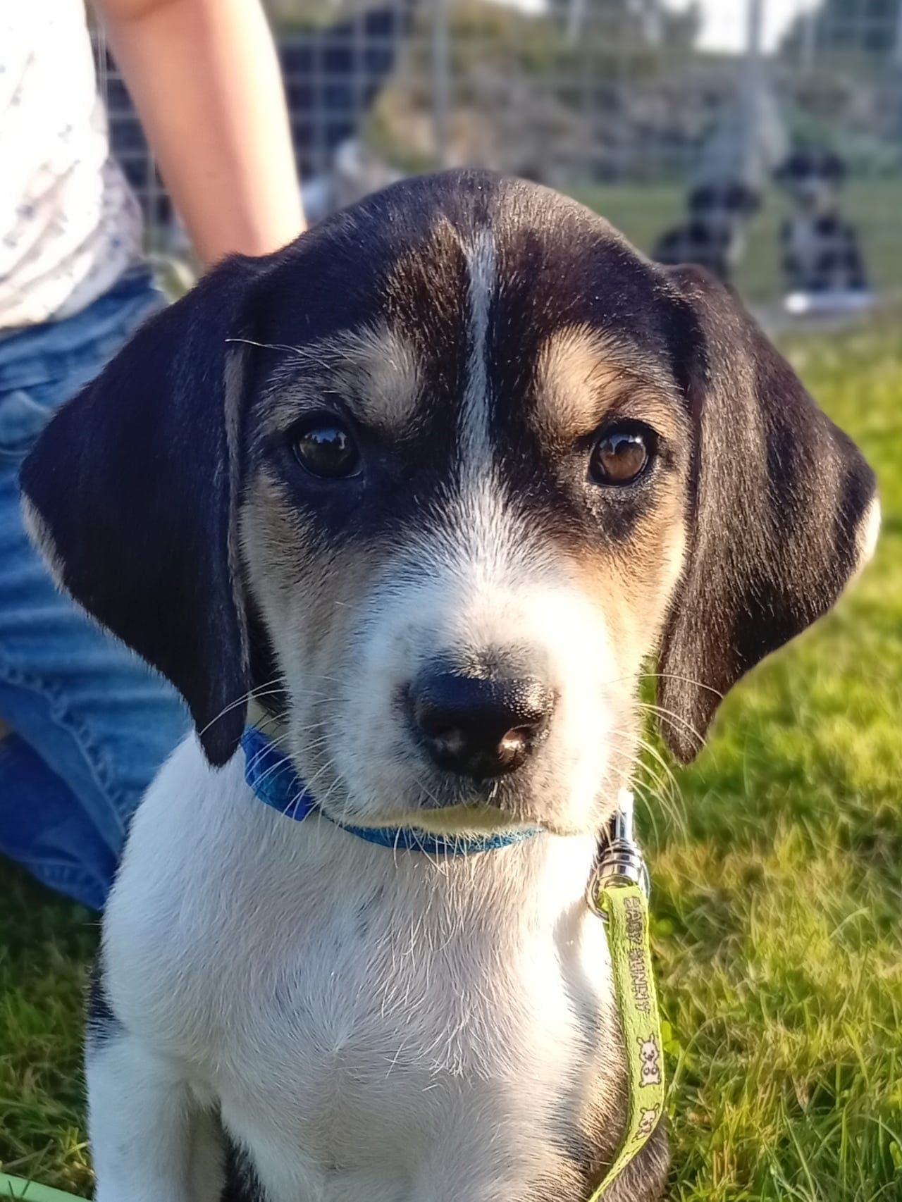 Harehund/støver/dunker valper
