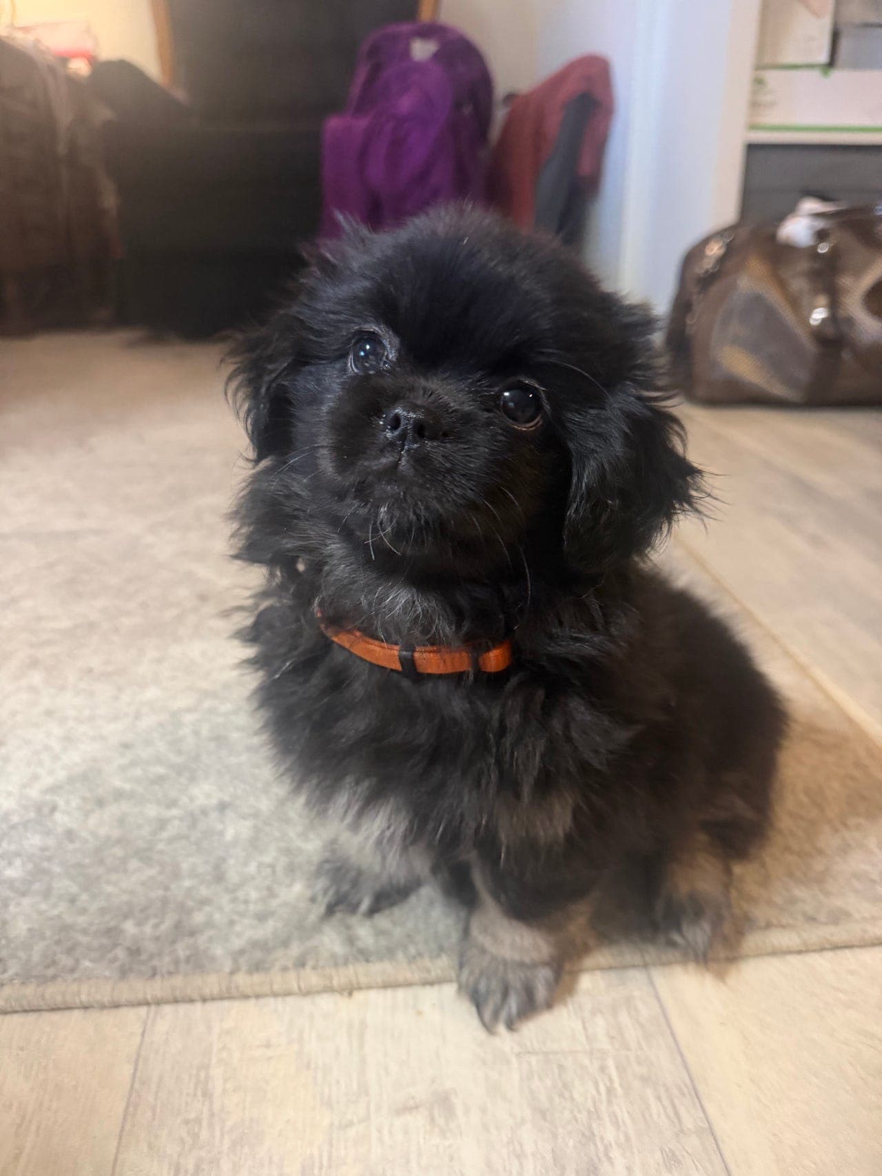 Tibetansk Spaniel hannvalp – 10 uker – Klar for nytt hjem
