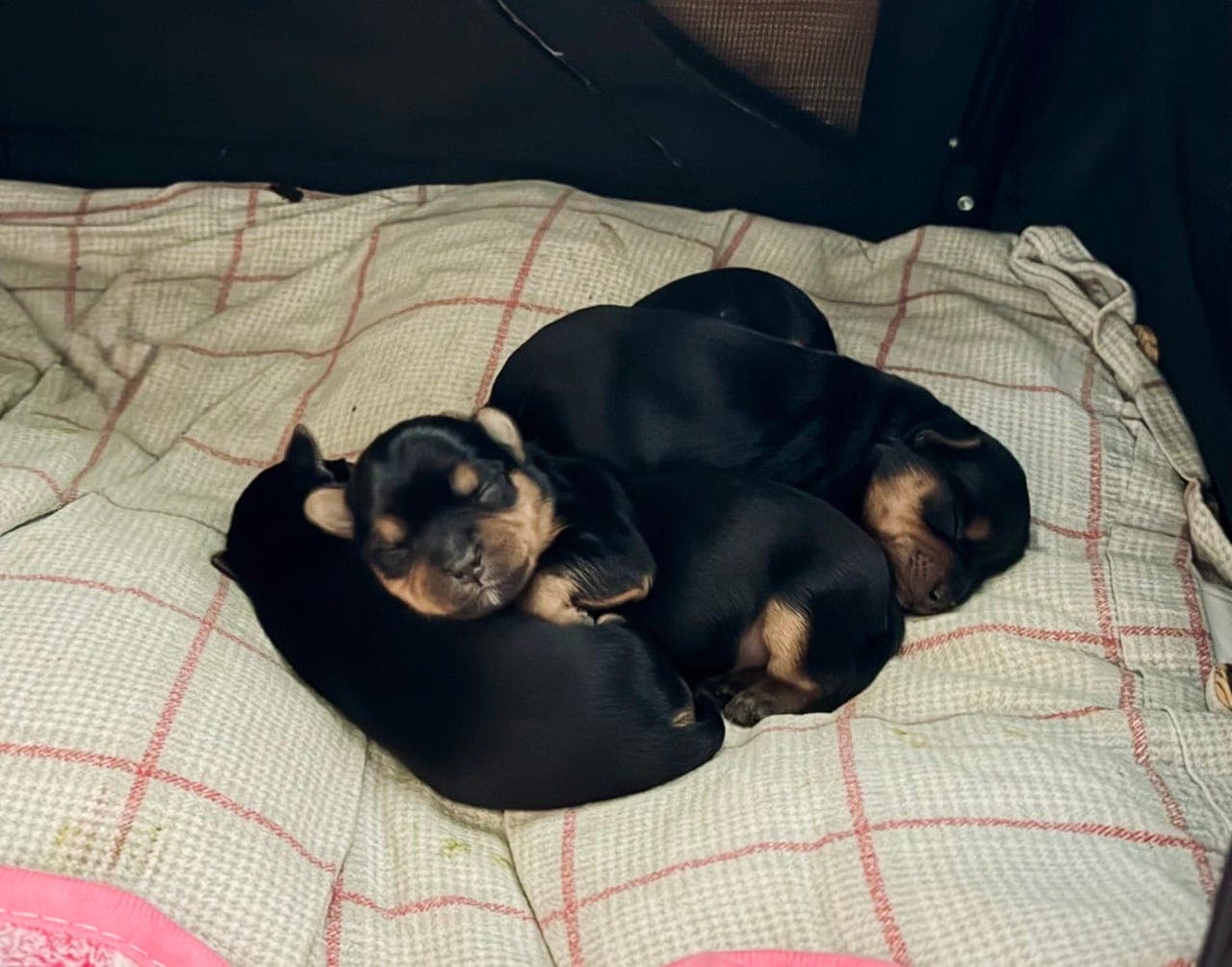 Renrasede Yorkshire terrier valper